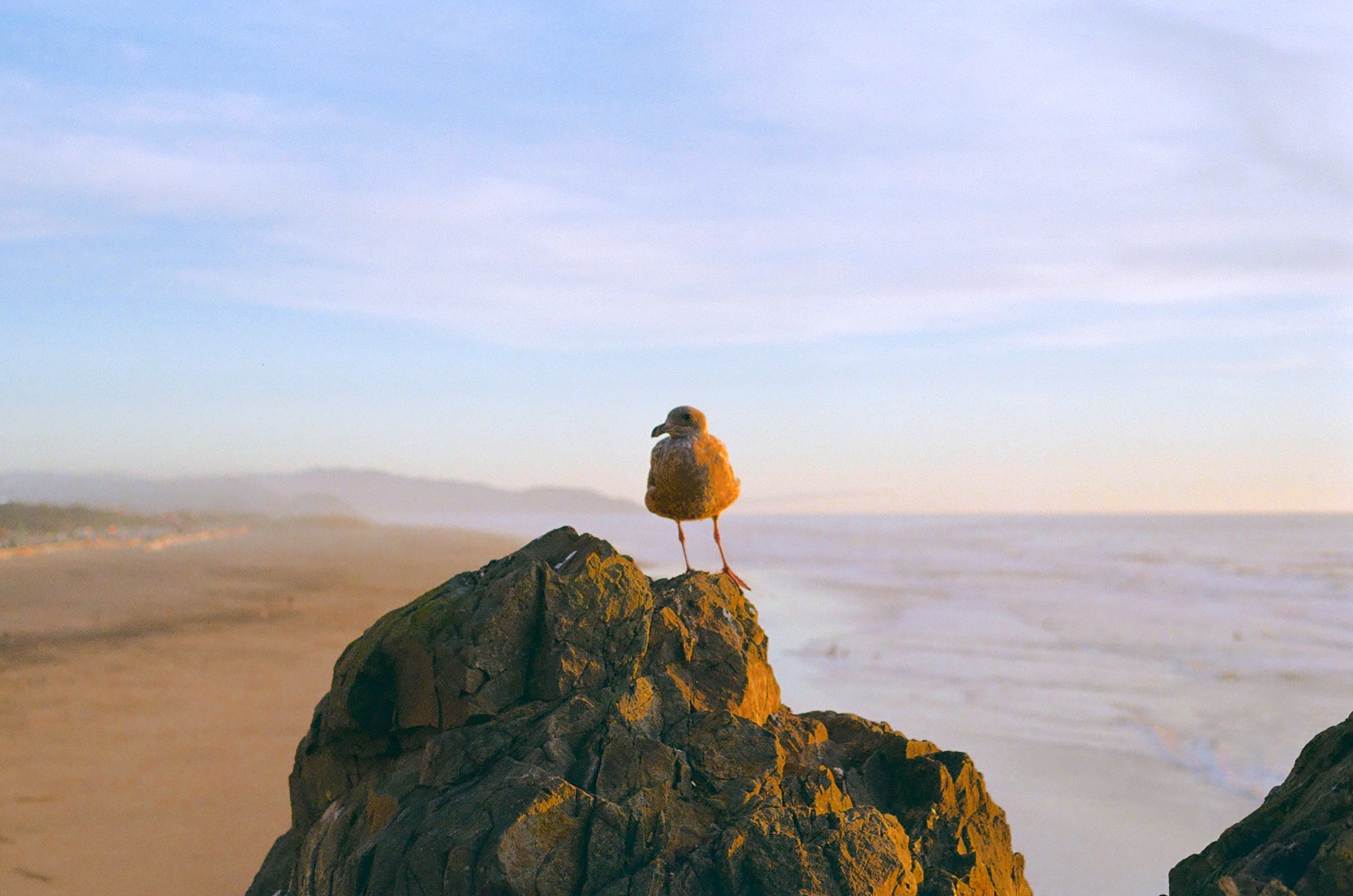 coastal_gull