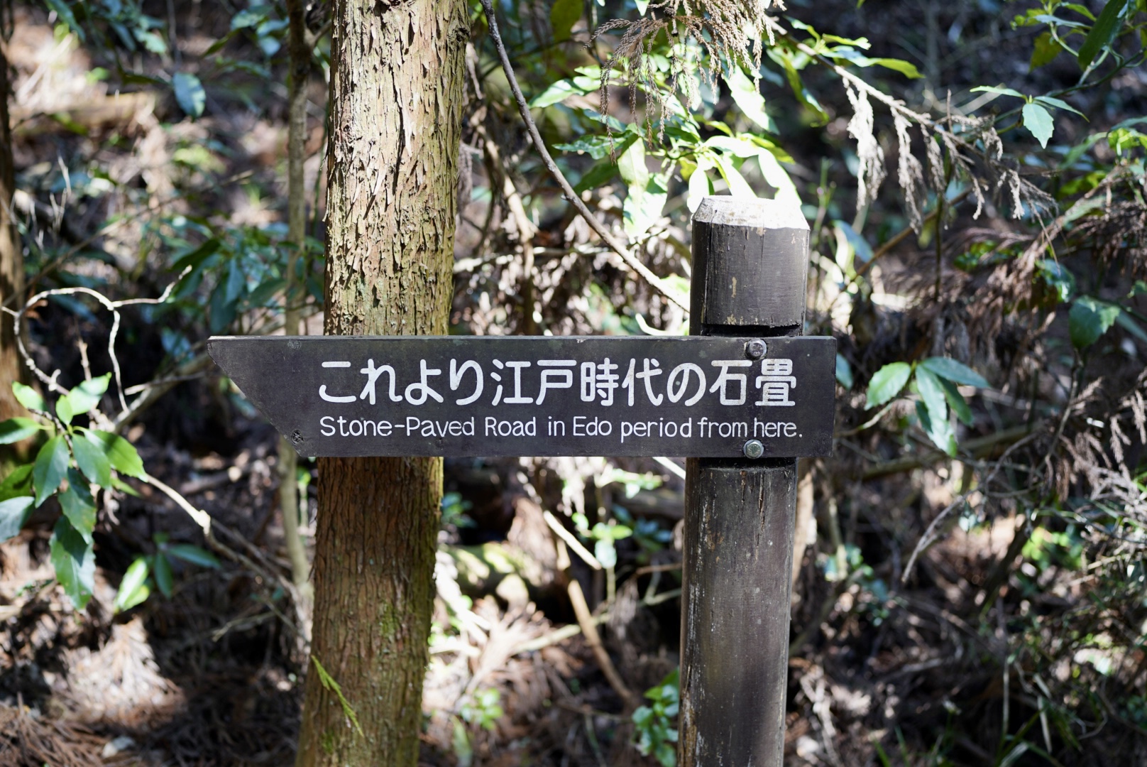 edo trail
