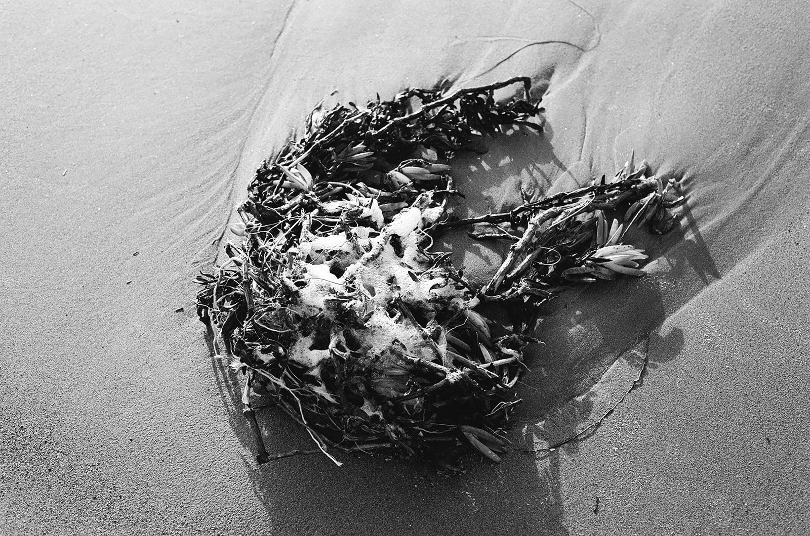 seaweed